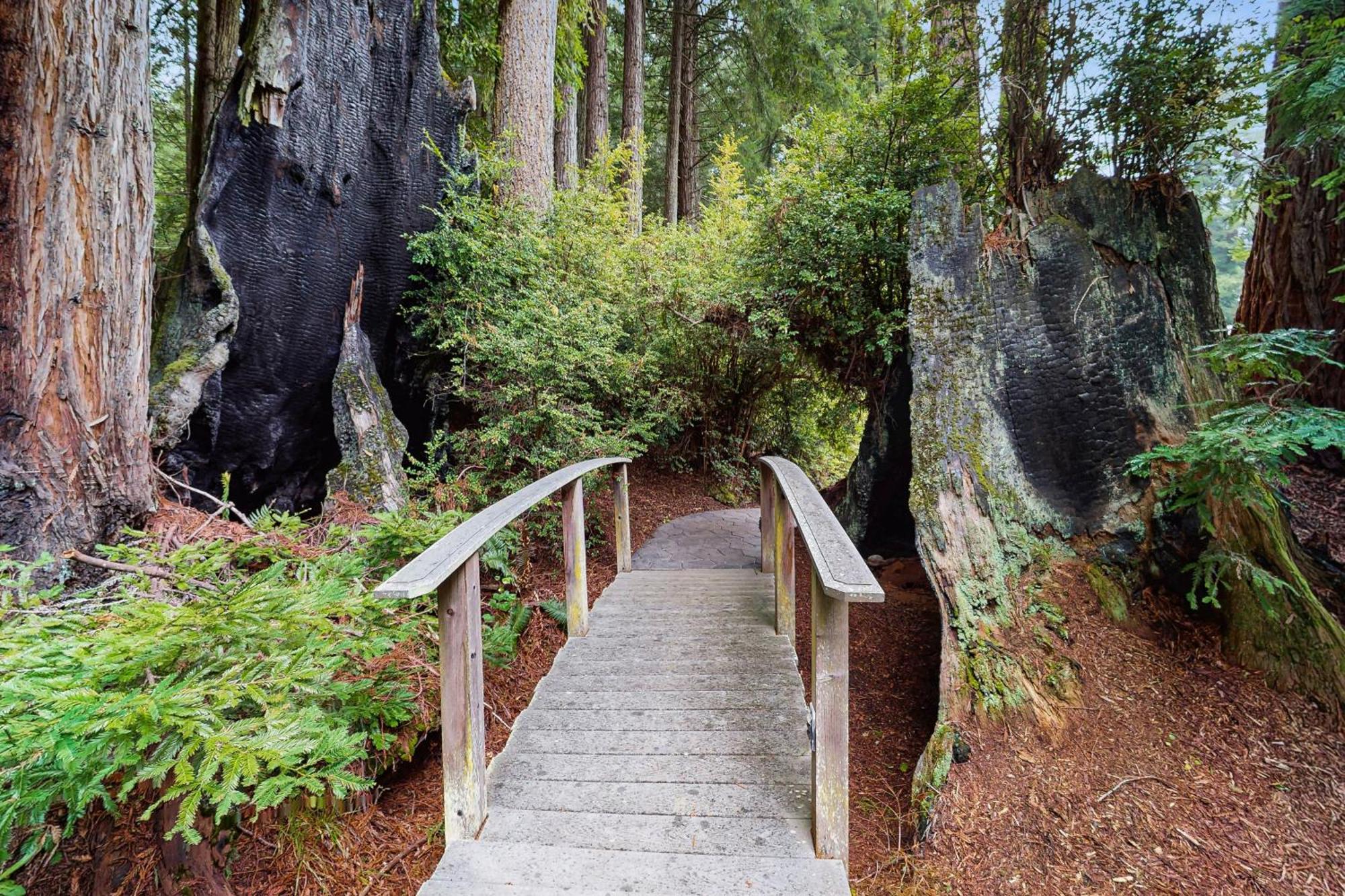 Serene Redwood Retreat Arcata Kültér fotó