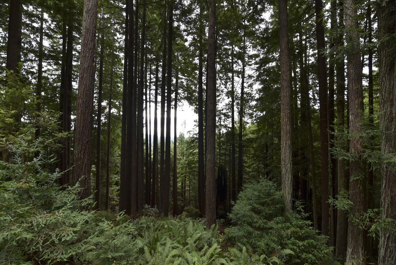 Serene Redwood Retreat Arcata Kültér fotó